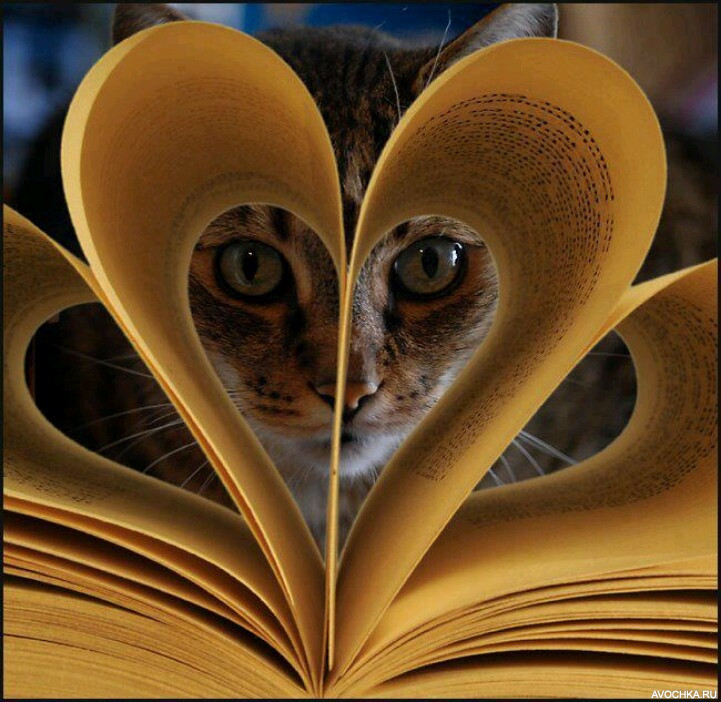 Картинка 721x702 | Кот, смотрящий сквозь книгу со страницами в форме сердца | Животные, фото
