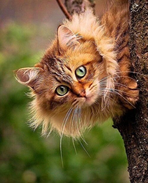 Картинка 500x616 | Картинка с кошкой на дереве | Животные, фото