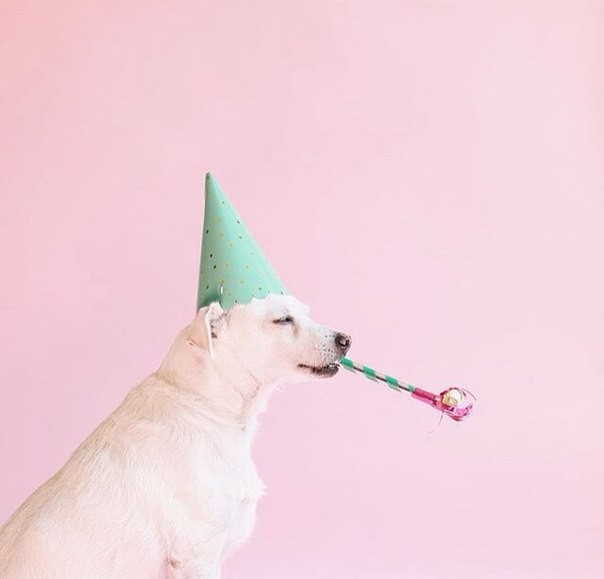 Картинка 604x579 | Фото со счастливым псом, у которого день рождения | Животные, Праздники, фото