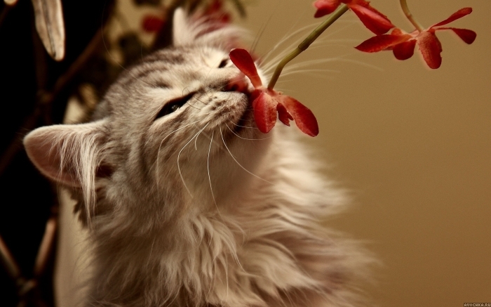 Картинка 700x437 | Картинка с кошкой, которая нюхает цветок | Животные, фото