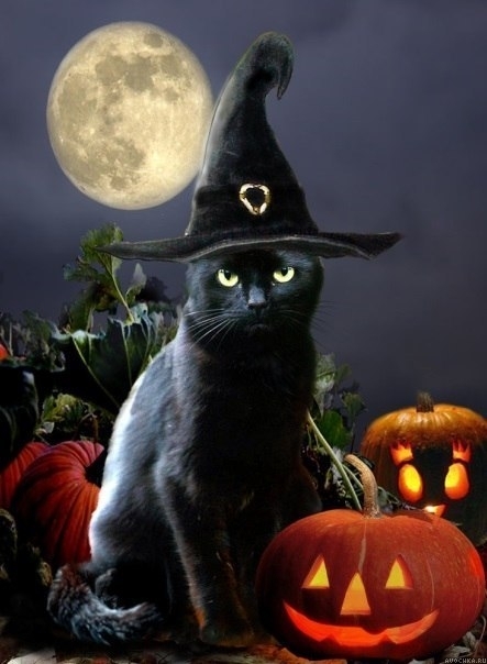 Картинка 443x604 | Картинка на тему Хэллоуина с котом в шляпе | Животные, Праздники, фото