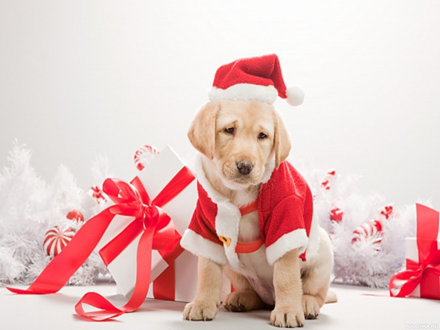 Картинка 900x675 | Милый щенок лабрадора в новогоднем наряде | Животные, Праздники, фото