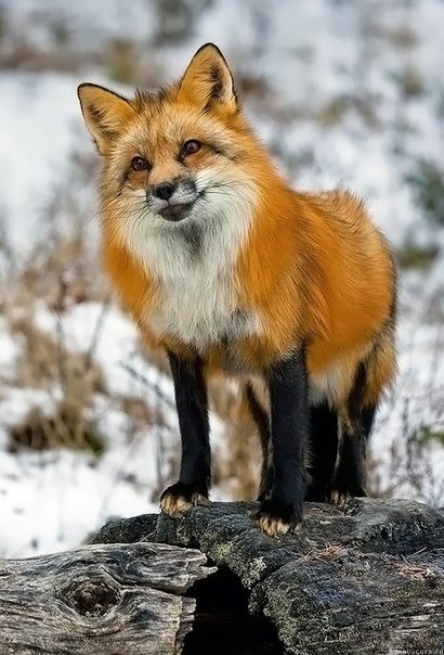 Картинка 410x604 | Картинка с лисичкой | Животные, фото