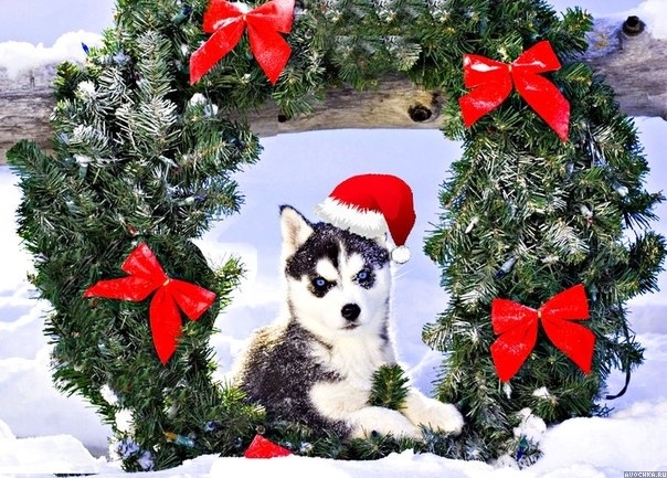 Картинка 604x433 | Новогодня картинка с собакой породы хаски | Животные, Праздники, фото