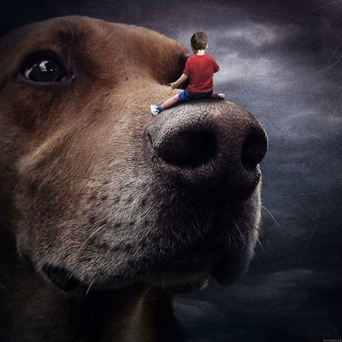 Картинка 700x700 | Картинка с маленьким ребенком, который сидит на огромной собаке | Животные, фото