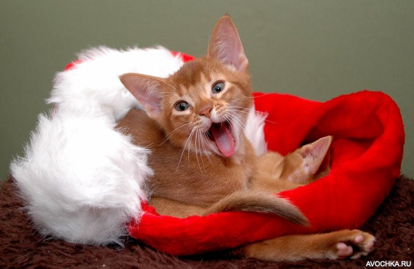 Картинка 600x390 | Картинка с новогодним котенком с открытым ртом | Животные, Праздники, фото