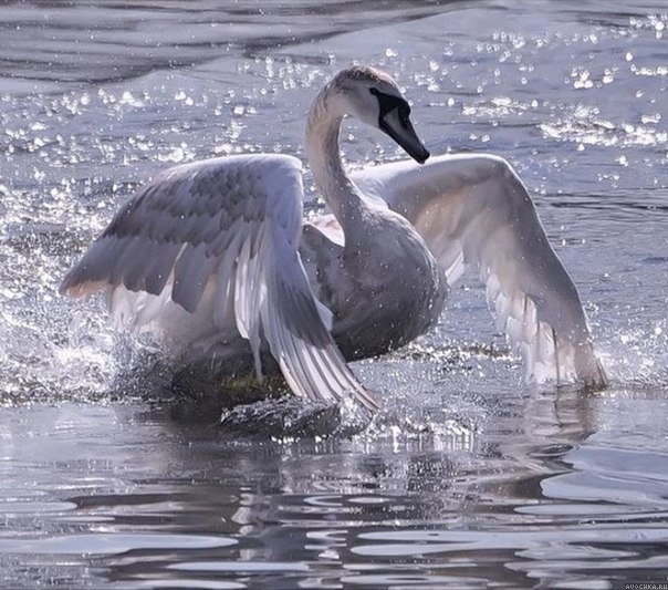 Картинка 604x533 | Картинка с белоснежным лебедем в воде | Животные, фото