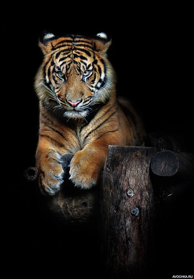 Картинка 627x900 | Картинка с недовольным тигром | Животные, фото