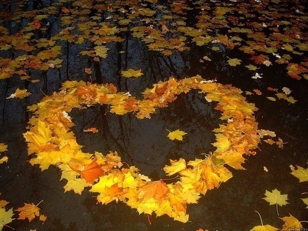 Картинка 600x450 | Аватар с сердцем из кленовых листьев | Любовь, Природа, фото