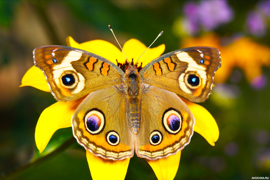 Картинка 640x426 | Красивая бабочка на желтом цветке | Животные, Природа, фото