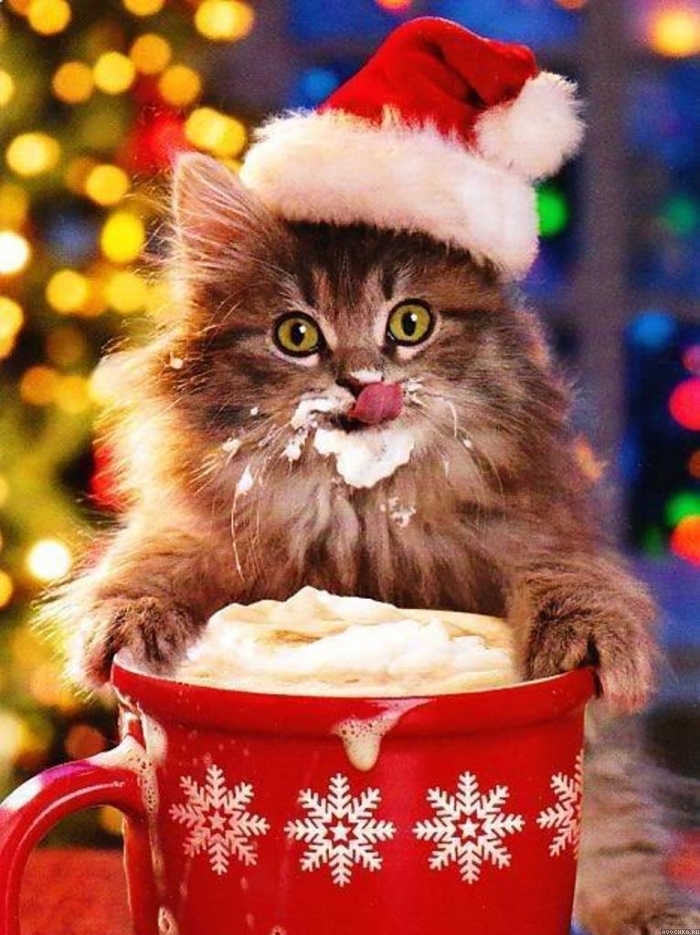Картинка 700x935 | Картинка с котенком в новогодней шапке | Животные, Праздники, фото