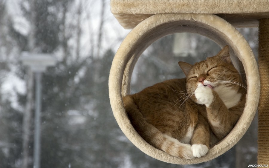 Картинка 900x563 | Картинка с котом в кошачьем домике | Животные, фото