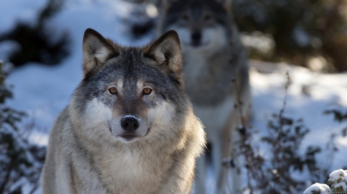 Картинка 700x393 | Фото с волком в зимнем лесу | Животные, фото
