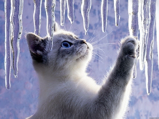 Картинка 650x488 | Зимнее фото с котенком | Животные, фото