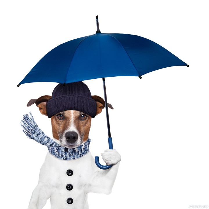 Картинка 720x720 | Картинка с забавной собачкой с зонтиком и шарфом | Животные, фото