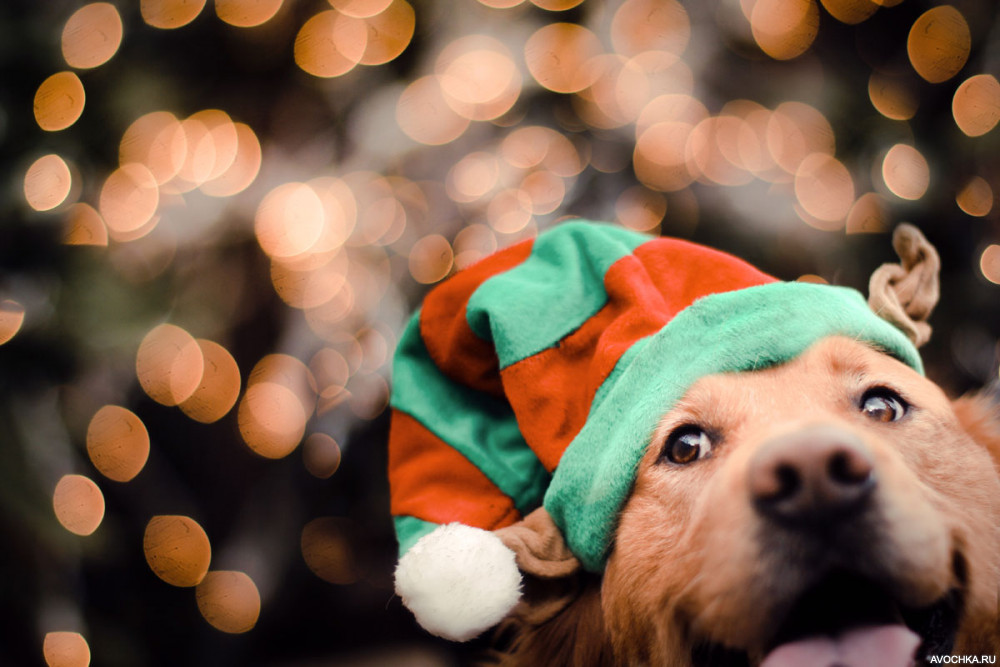 Картинка 1000x667 | Прикольный пес в праздничной шапке к новому году | Животные, Праздники, фото