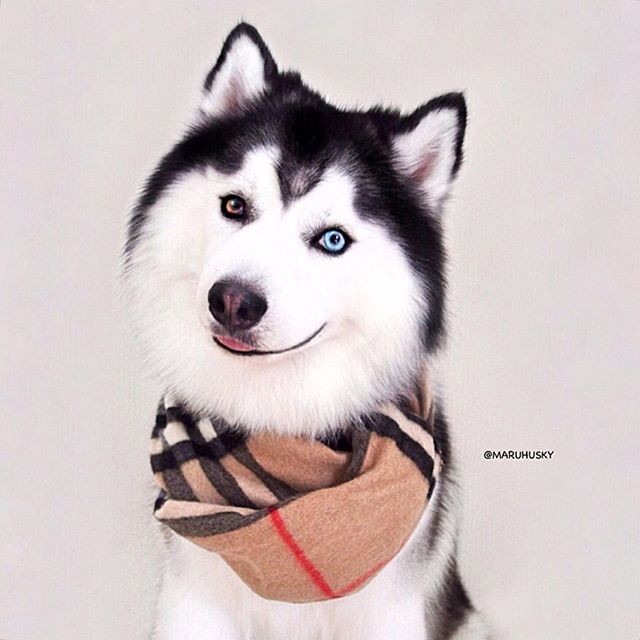 Картинка 640x640 | Фото с хаски в шарфике | Животные, фото