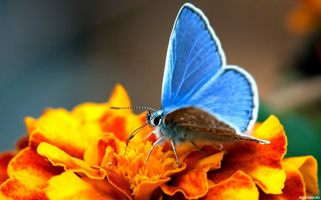 Картинка 1024x640 | Аватар с голубой бабочкой | Животные, Природа, фото