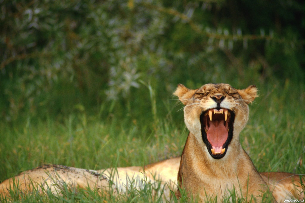 Картинка 640x480 | Картинка с зевающей львицей | Животные, фото
