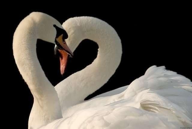 Картинка 640x429 | Картинка с влюбленными лебедями | Животные, Любовь, фото
