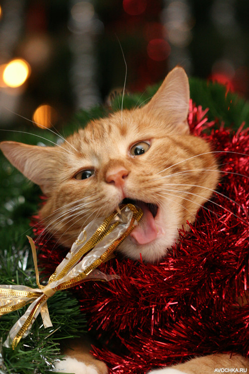 Картинка 500x750 | Фото с новогодним котенком в мишуре | Животные, Праздники, фото