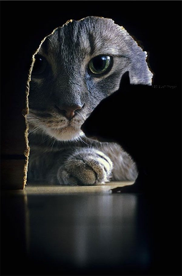 Картинка 600x910 | Фото с кошкой, которая заглядывает в норку к мышке | Животные, фото