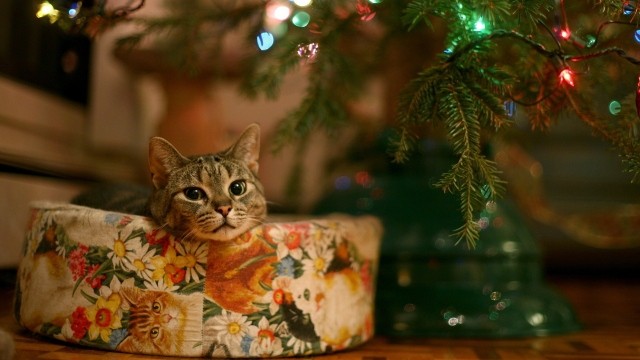 Картинка 640x360 | Прикольное фото с котом на Новый Год | Животные, Праздники, фото