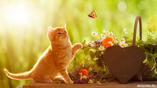 Картинка 553x311 | Картинка с рыжим котенком и бабочкой | Животные, Природа, фото