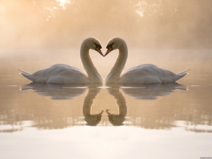 Картинка 700x525 | Картинка с прекрасными лебедями | Животные, Любовь, фото