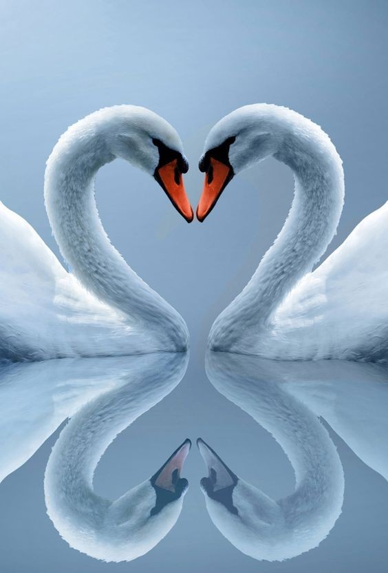 Картинка 564x832 | Романтическая картинка с лебедями в форме сердца | Животные, Любовь, фото