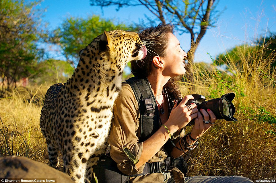 Картинка 962x639 | Девушка с леопардом | Животные, Девушки, Природа, фото