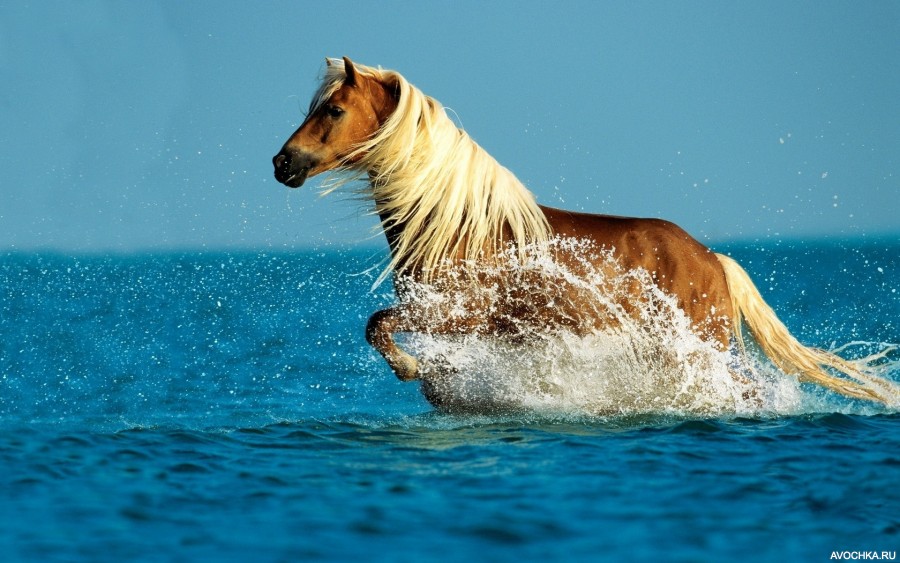 Картинка 900x563 | Картинка с лошадью в воде | Животные, фото