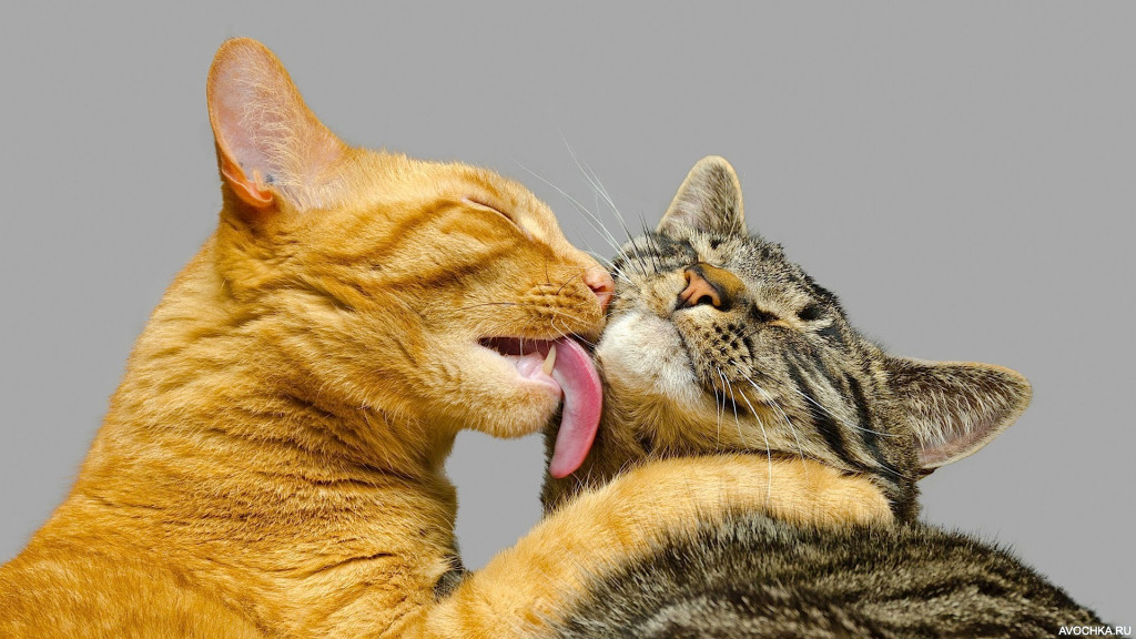 Картинка 1024x576 | Кошачьи обнимашки | Животные, Любовь, фото