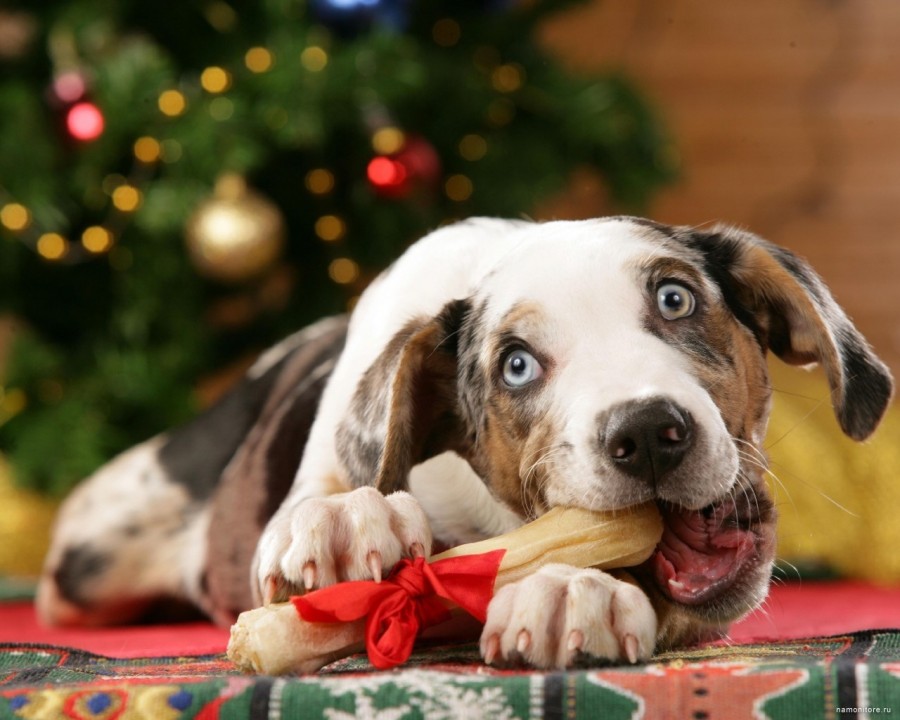 Картинка 900x720 | Новогоднее фото с собакой под елкой | Животные, Праздники, фото