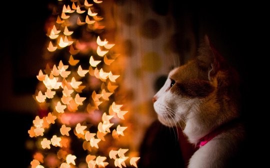 Картинка 540x337 | Фото с котом в профиль возле новогодней елки | Животные, Праздники, фото