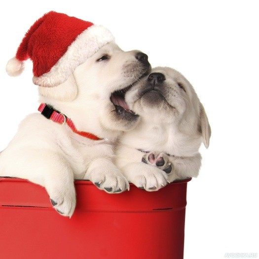 Картинка 525x525 | Картинка с палевыми щенками лабрадора в новогоднем костюме | Животные, Праздники, фото