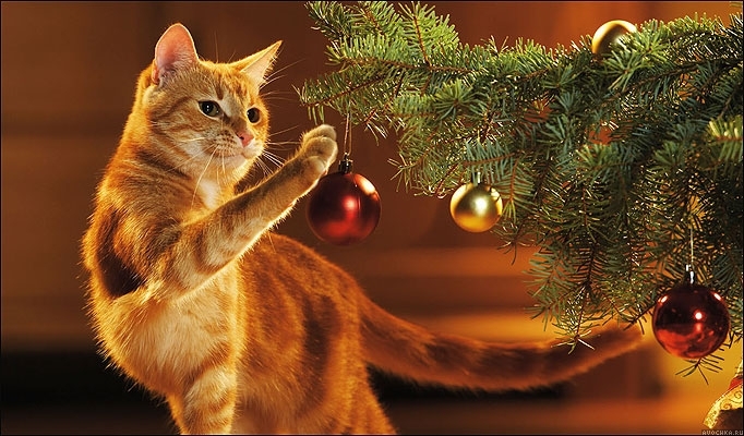 Картинка 682x400 | Картинка с рыжим котом возле новогодней елки | Животные, Праздники, фото