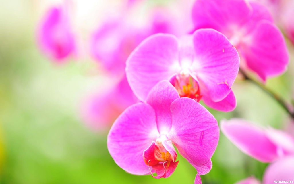 Картинка 900x563 | Картинка с розовой орхидеей | Природа, фото
