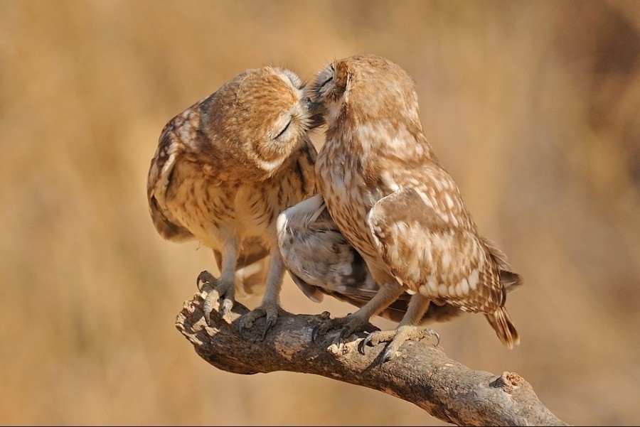 Картинка 900x601 | Картинка с влюбленными совами | Животные, Любовь, фото