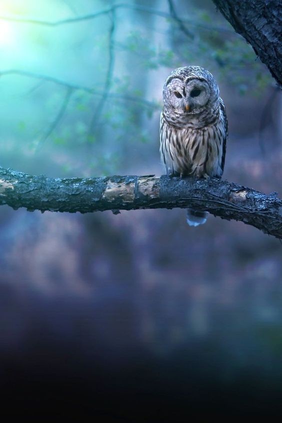 Картинка 564x846 | Фото с совой, сидящей на ветке дерева | Животные, фото