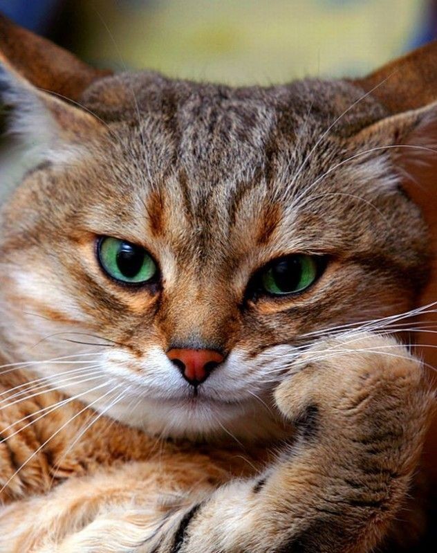 Картинка 632x799 | Картинка с котом на рабочий стол | Животные, фото