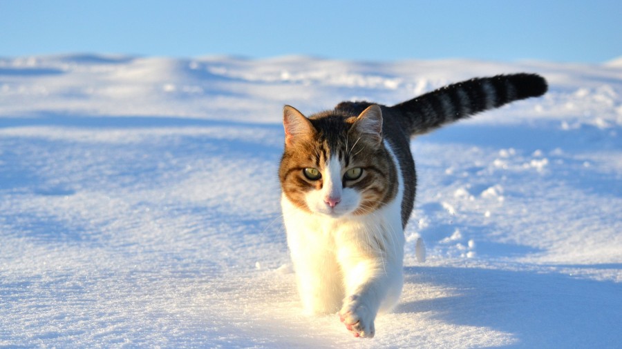 Картинка 900x507 | Фото с котом на зимней прогулке | Животные, фото