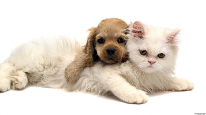 Картинка 700x393 | Картинка с дружелюбной собачкой и котенком | Животные, фото