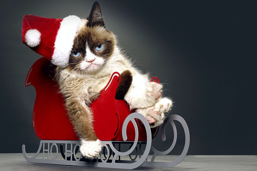 Картинка 900x601 | Сердитый кот в новогоднем костюме на санках | Животные, Праздники, фото