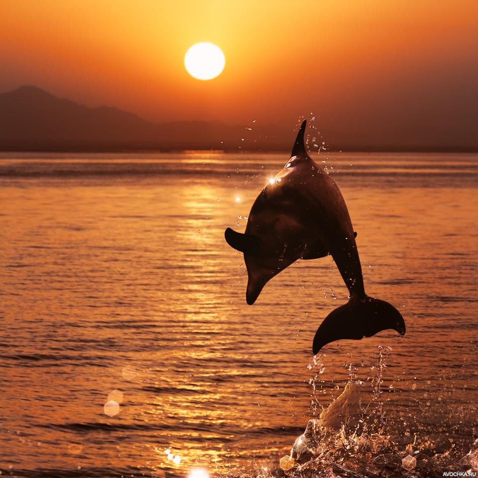 Картинка 950x950 | Силуэт с дельфином в прыжке над морем во время заката | Животные, Силуэты, фото