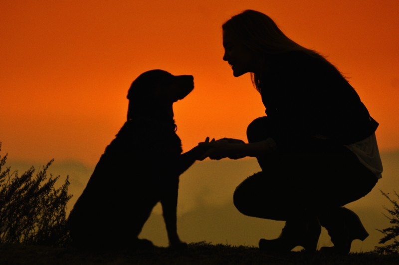 Картинка 800x531 | Картинка с силуэтом девушки с собакой на закате | Животные, Девушки, Силуэты, фото