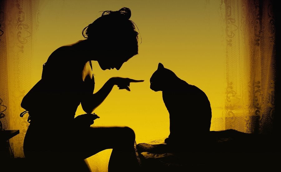 Картинка 900x552 | Силуэт с девушкой и кошкой | Животные, Девушки, Силуэты, фото