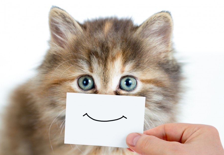 Картинка 900x625 | Котенок с нарисованной улыбкой | Животные, фото