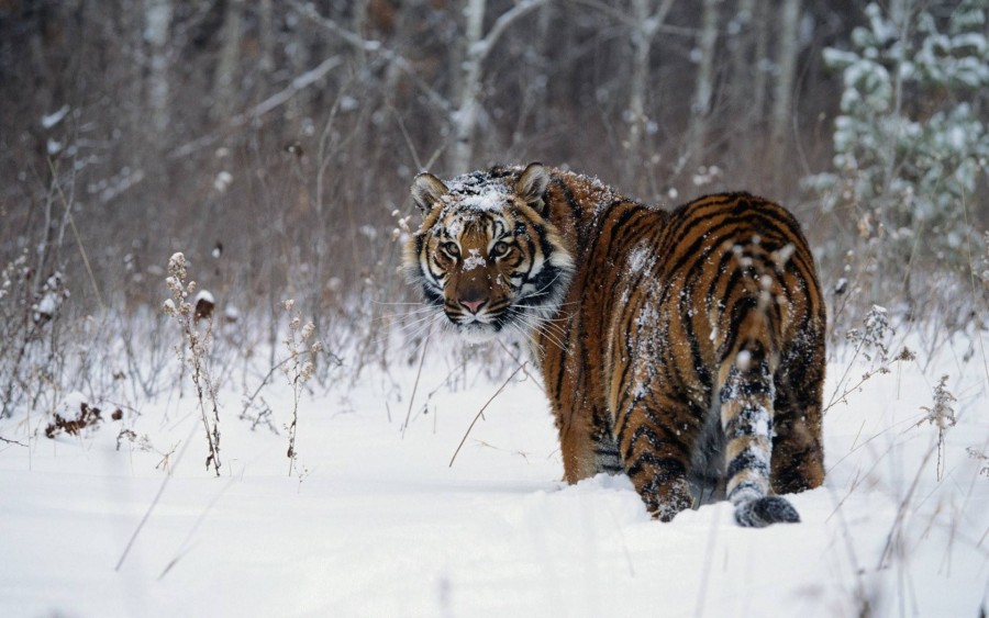 Картинка 900x563 | Фото с тигром в зимнем лесу | Животные, фото