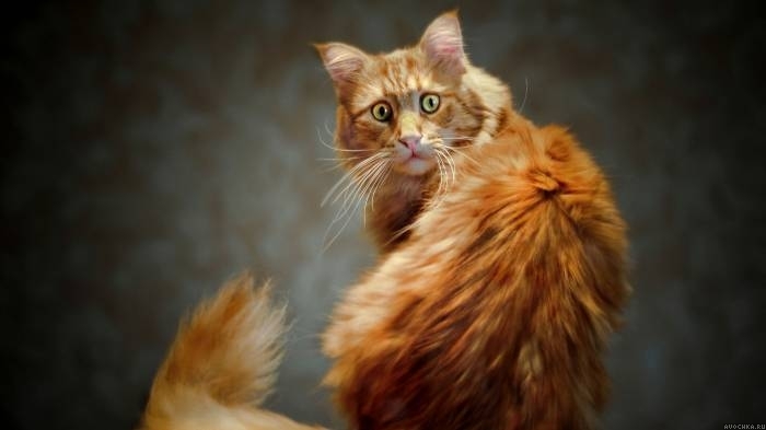 Картинка 700x393 | Фото с удивленным котом | Животные, фото